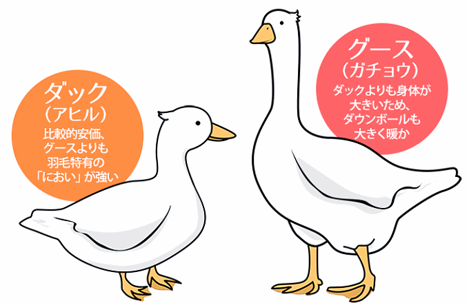 ダックとグースの違いとは？